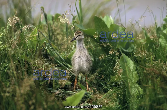 : Common Redshank (Tringa totanus) juvenile stand : Common Redshank (Tringa totanus) juvenile stand
