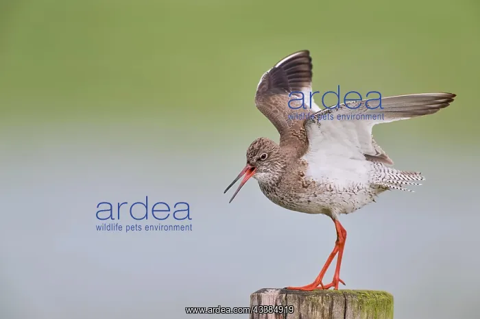 : Common redshank (Tringa totanus), Lower Saxony : Common redshank (Tringa totanus), Lower Saxony