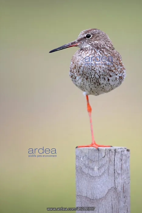 : Common Redshank (Tringa totanus) observed on a pole : Common Redshank (Tringa totanus) observed on a pole