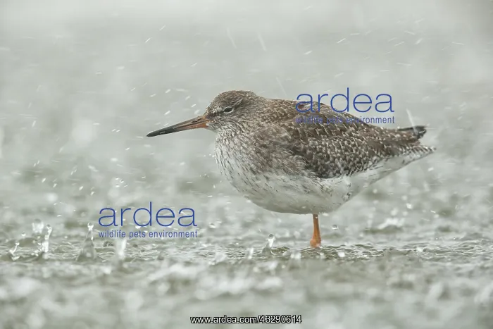 : Common Redshank (Tringa totanus) standing in sh : Common Redshank (Tringa totanus) standing in sh