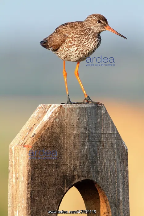 : Common Redshank (Tringa totanus), Vendee, France : Common Redshank (Tringa totanus), Vendee, France