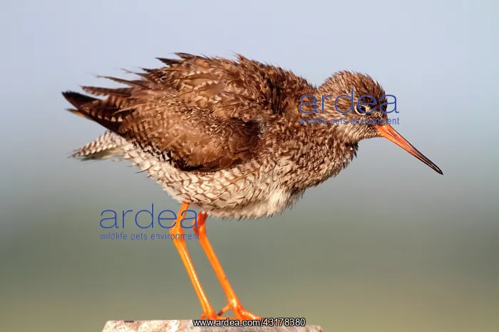 : Common Redshank (Tringa totanus), Vendee, France : Common Redshank (Tringa totanus), Vendee, France
