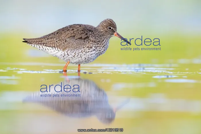 : Common Redshank (Tringa totanus), side view of a : Common Redshank (Tringa totanus), side view of a