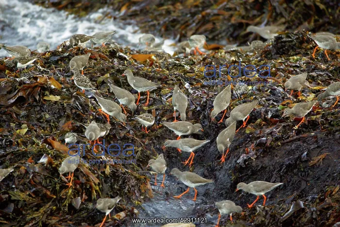 : Common Redshank - and Turnstone (Arenaria interpres) : Common Redshank - and Turnstone (Arenaria interpres)