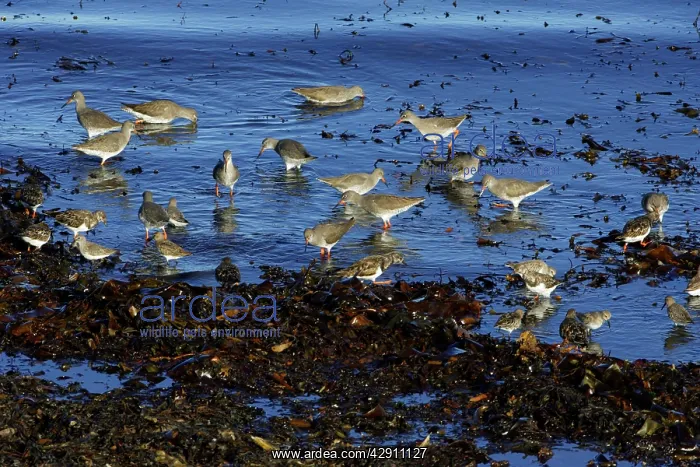 : Common Redshank - and Turnstone (Arenaria interpres) : Common Redshank - and Turnstone (Arenaria interpres)