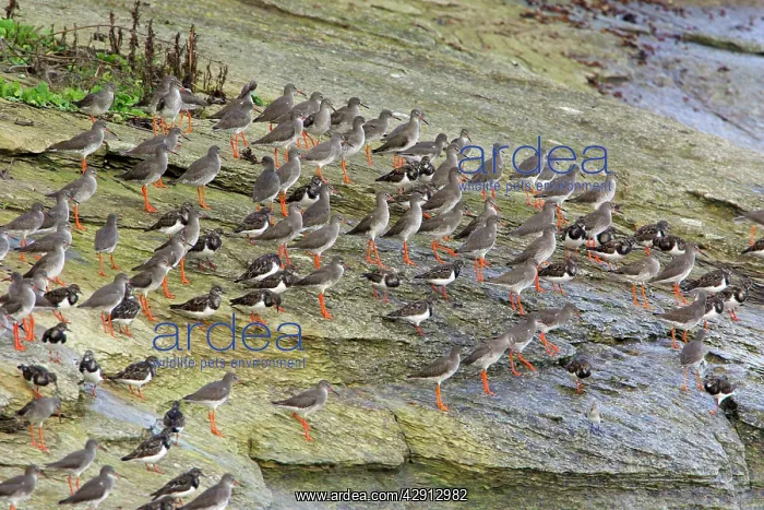 : Common Redshank - and Turnstone (Arenaria interpres) : Common Redshank - and Turnstone (Arenaria interpres)