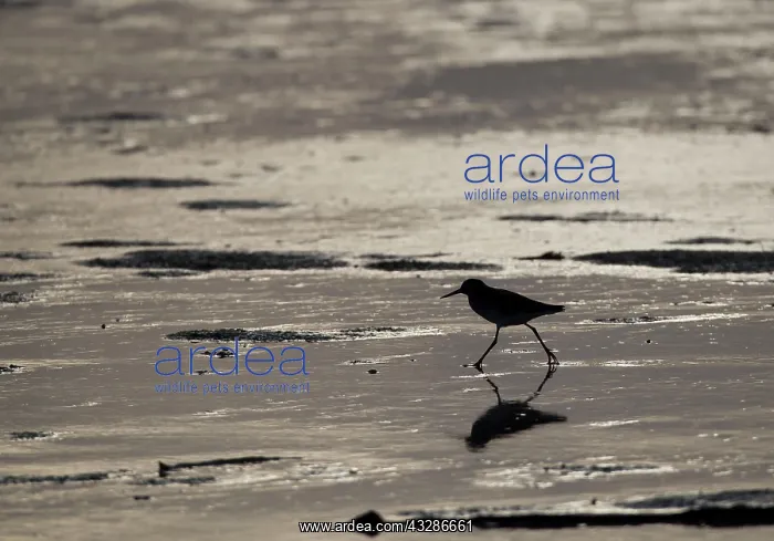 : Common Redshank - wading across tidal water on beach : Common Redshank - wading across tidal water on beach