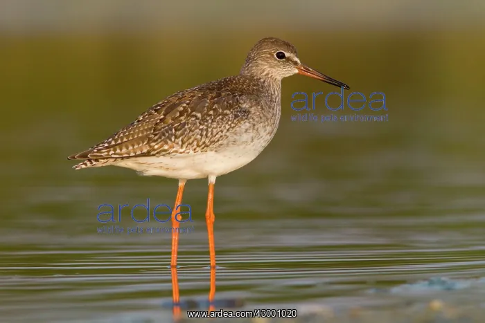 : Common Redshank - walking on marsh : Common Redshank - walking on marsh