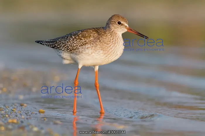 : Common Redshank - walking on marsh : Common Redshank - walking on marsh
