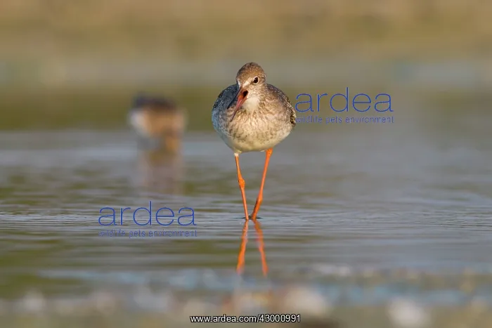 : Common Redshank - walking on marsh calling : Common Redshank - walking on marsh calling