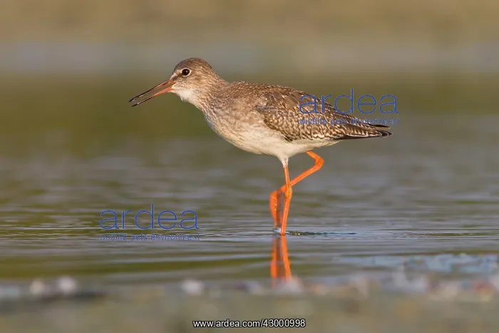 : Common Redshank - walking on marsh calling : Common Redshank - walking on marsh calling