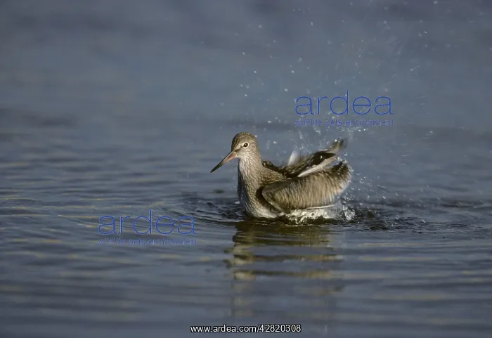 : Common Redshank - Washing : Common Redshank - Washing