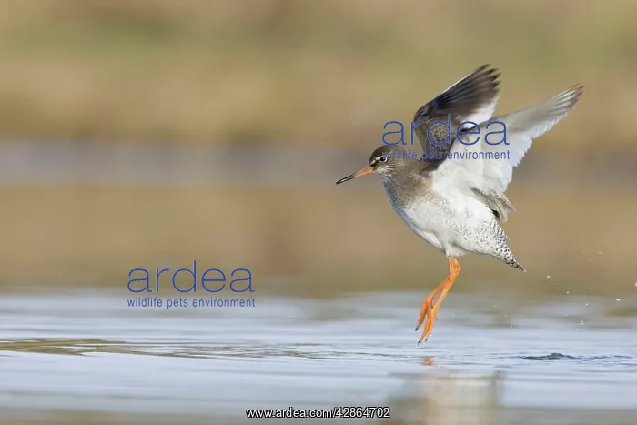 : Common Redshank - Wing-flapping : Common Redshank - Wing-flapping