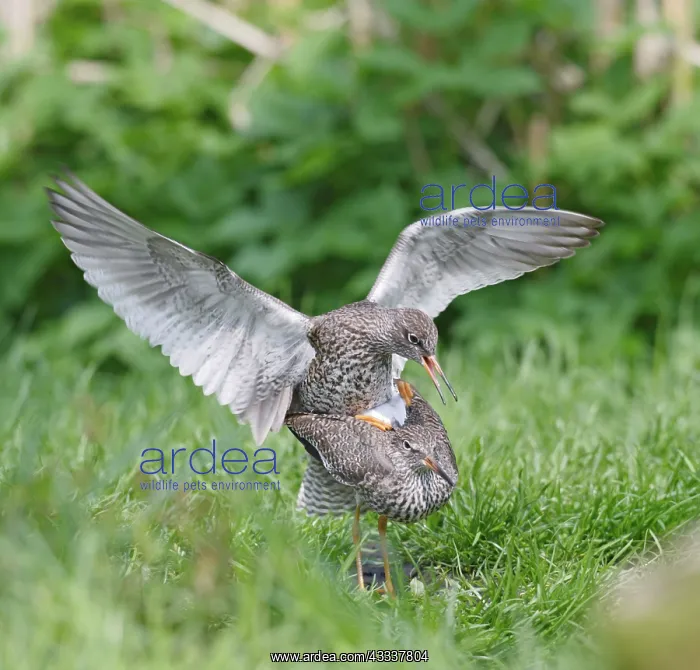 : Common Redshanks - mating : Common Redshanks - mating