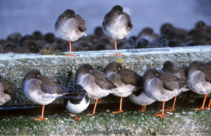 : Common REDSHANKS - roosting : Common REDSHANKS - roosting