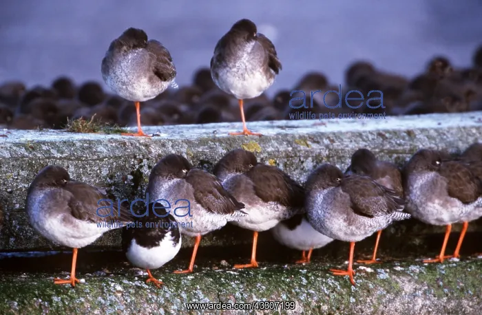 : Common REDSHANKS - roosting on wall : Common REDSHANKS - roosting on wall