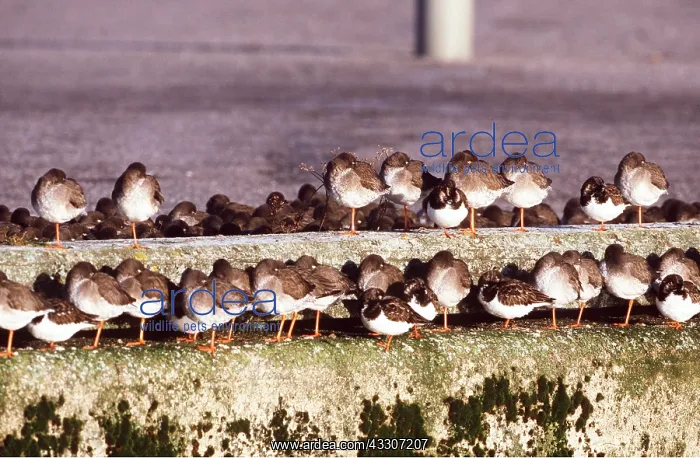  : Common REDSHANKS - sleeping on ledge