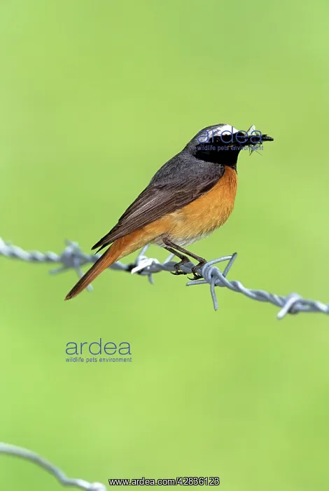 : Common REDSTART : Common REDSTART