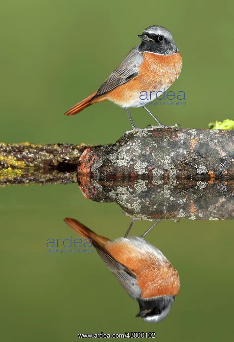 : Common Redstart : Common Redstart