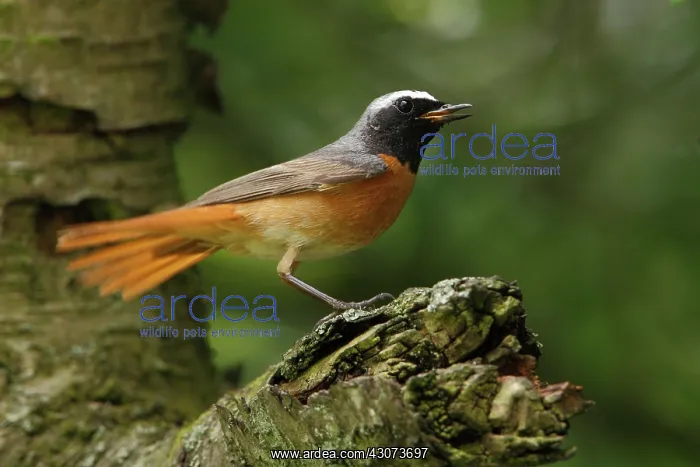 : Common Redstart : Common Redstart