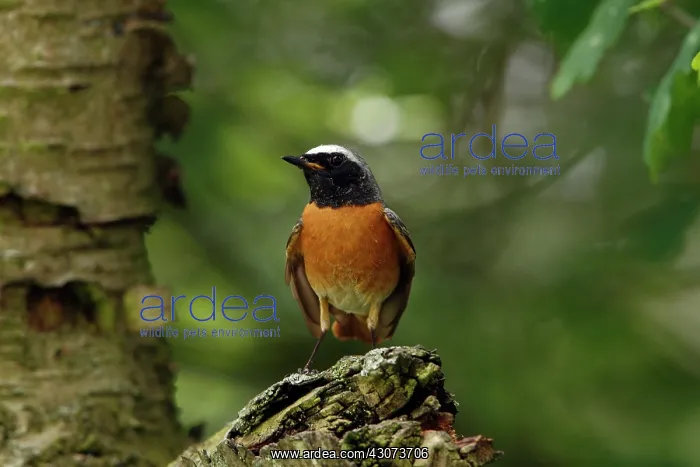 : Common Redstart : Common Redstart
