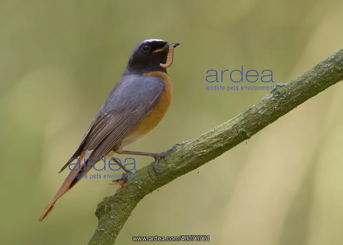 : Common Redstart : Common Redstart
