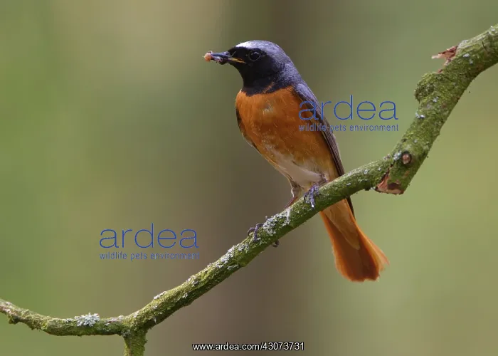 : Common Redstart : Common Redstart