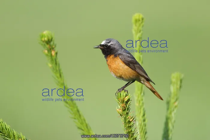 : Common Redstart : Common Redstart