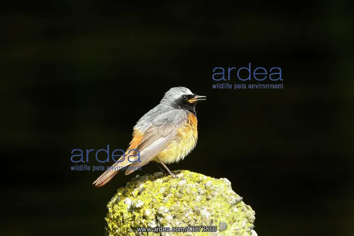 : Common Redstart : Common Redstart