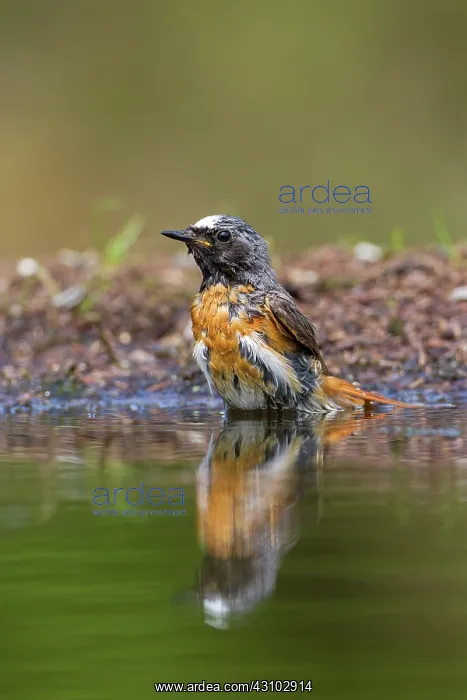 : Common Redstart : Common Redstart