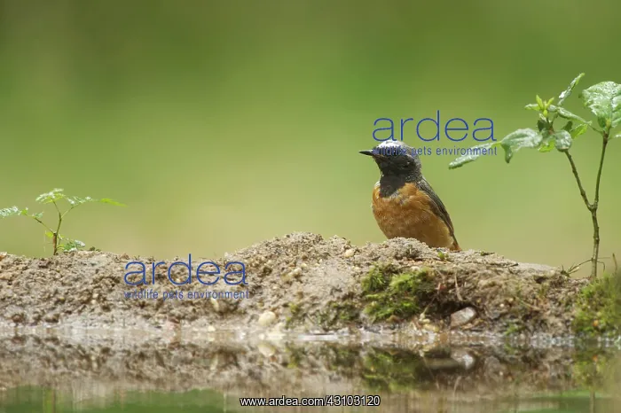 : Common Redstart : Common Redstart