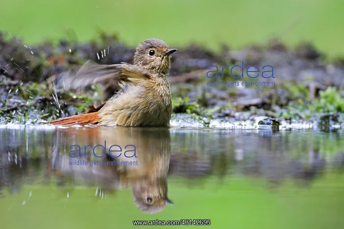 : Common Redstart : Common Redstart