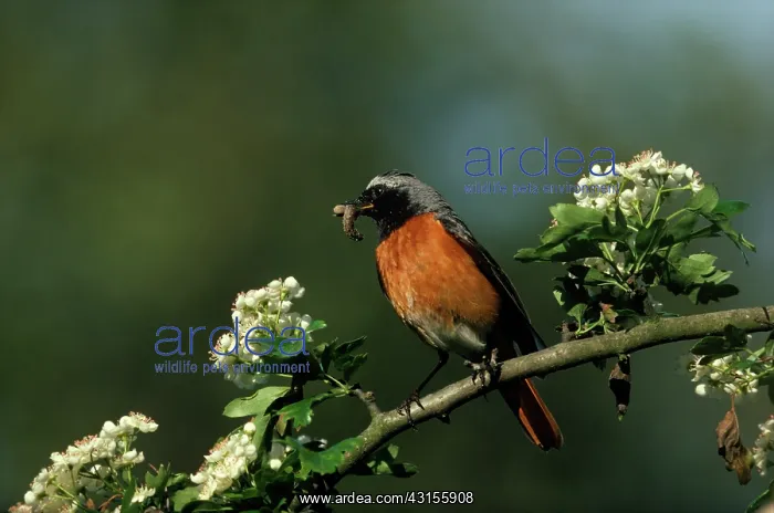 : Common Redstart : Common Redstart