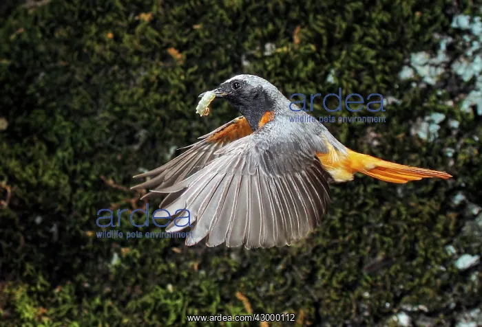: Common Redstart - adult in flight with its prey : Common Redstart - adult in flight with its prey