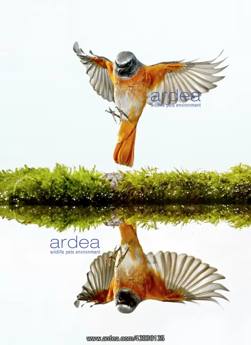 : Common Redstart - adult in flight with reflection : Common Redstart - adult in flight with reflection