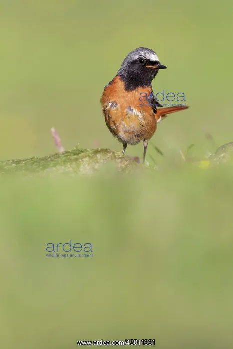 : Common Redstart adult male perched on mossy rock Scotland : Common Redstart adult male perched on mossy rock Scotland