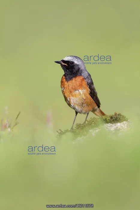 : Common Redstart adult male perched on mossy rock Scotland : Common Redstart adult male perched on mossy rock Scotland
