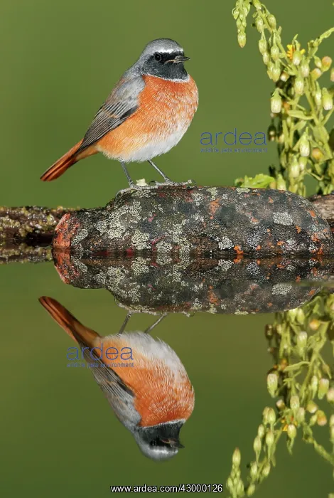 : Common Redstart - adult perched on a stone - with reflection : Common Redstart - adult perched on a stone - with reflection