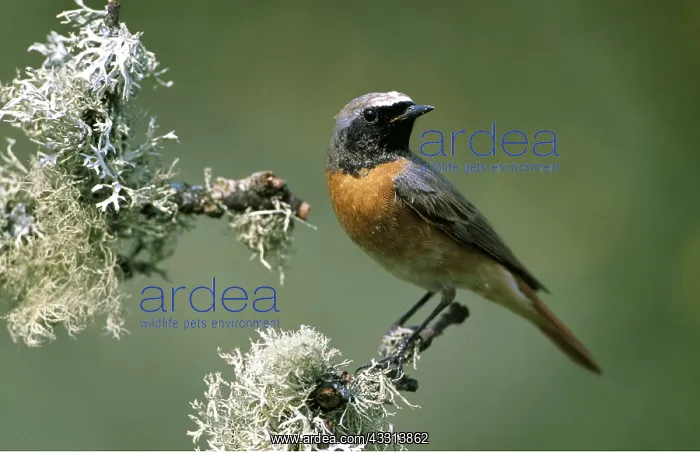  : Common REDSTART - on branch