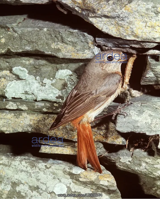 : Common REDSTART - with caterpillar / larvae in beak : Common REDSTART - with caterpillar / larvae in beak