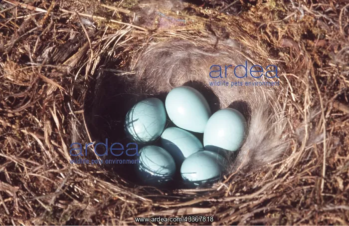 : Common REDSTART EGGS - x six in nest : Common REDSTART EGGS - x six in nest