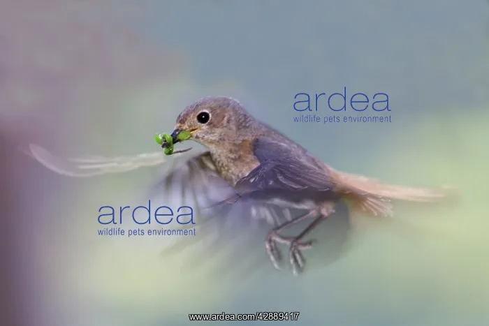 : Common Redstart - female : Common Redstart - female