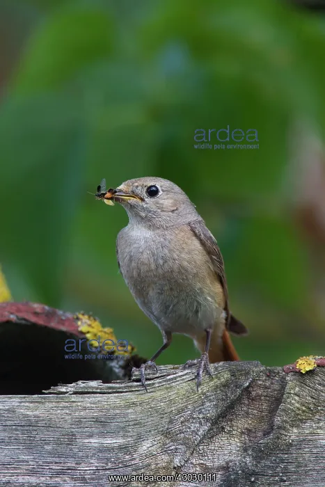 : Common Redstart female with insects : Common Redstart female with insects