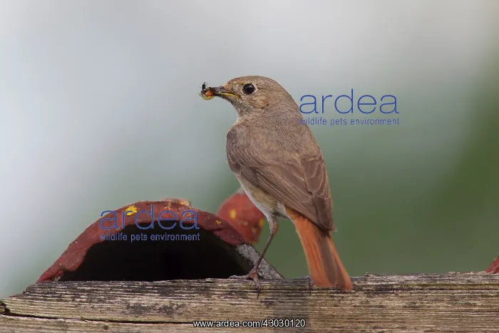  : Common Redstart female with insects