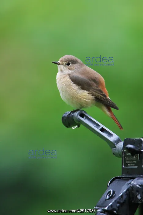 : Common Redstart - female perched on camera tripod in garden : Common Redstart - female perched on camera tripod in garden