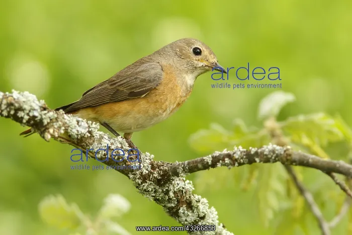 : Common Redstart - female perched - Castilla Leon : Common Redstart - female perched - Castilla Leon
