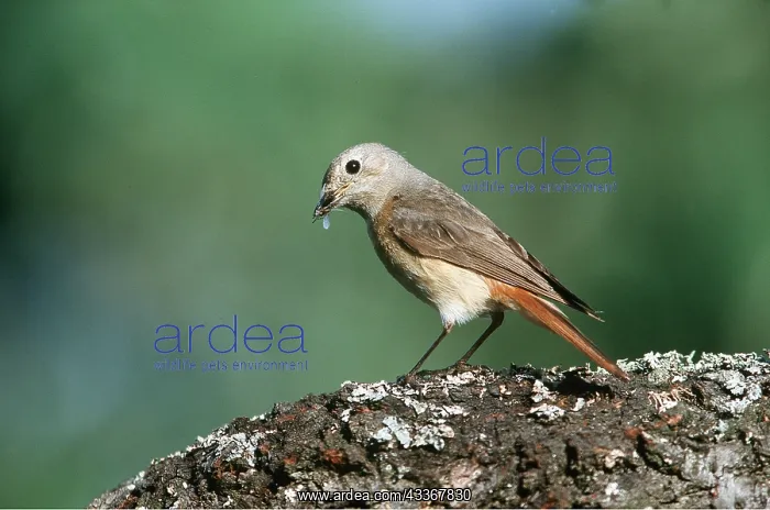 : Common REDSTART - female on wood : Common REDSTART - female on wood