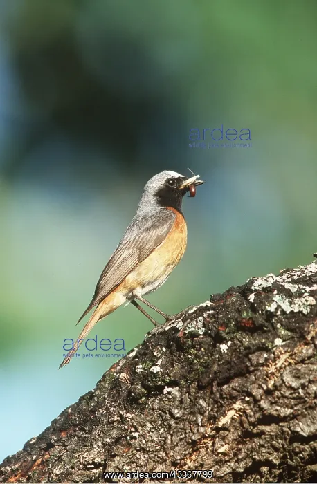 : Common REDSTART - food in beak : Common REDSTART - food in beak