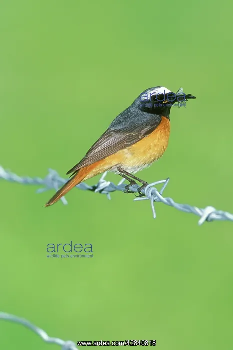 : Common Redstart - with insect in beak : Common Redstart - with insect in beak
