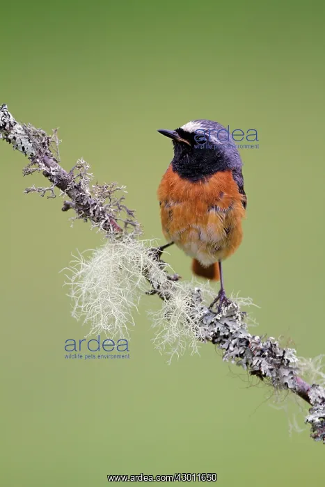 : Common Redstart on lichen covered twig : Common Redstart on lichen covered twig